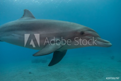 Bild på Dolphin swimming in the Red Sea Eilat Israel